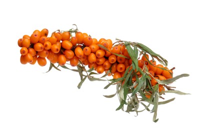 Photo of Sea buckthorn branch with ripe berries and leaves isolated on white