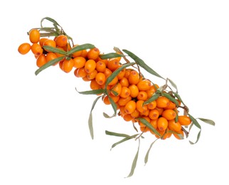 Photo of Sea buckthorn branch with ripe berries and leaves isolated on white