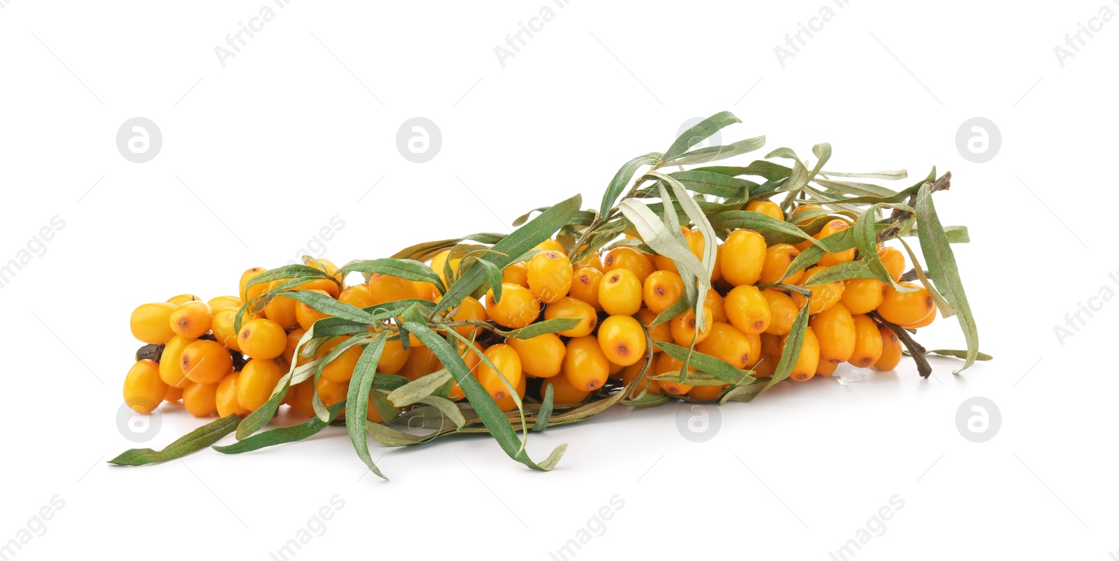 Photo of Sea buckthorn branch with ripe berries and leaves isolated on white