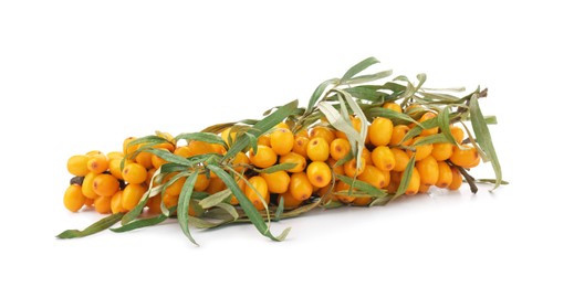 Photo of Sea buckthorn branch with ripe berries and leaves isolated on white