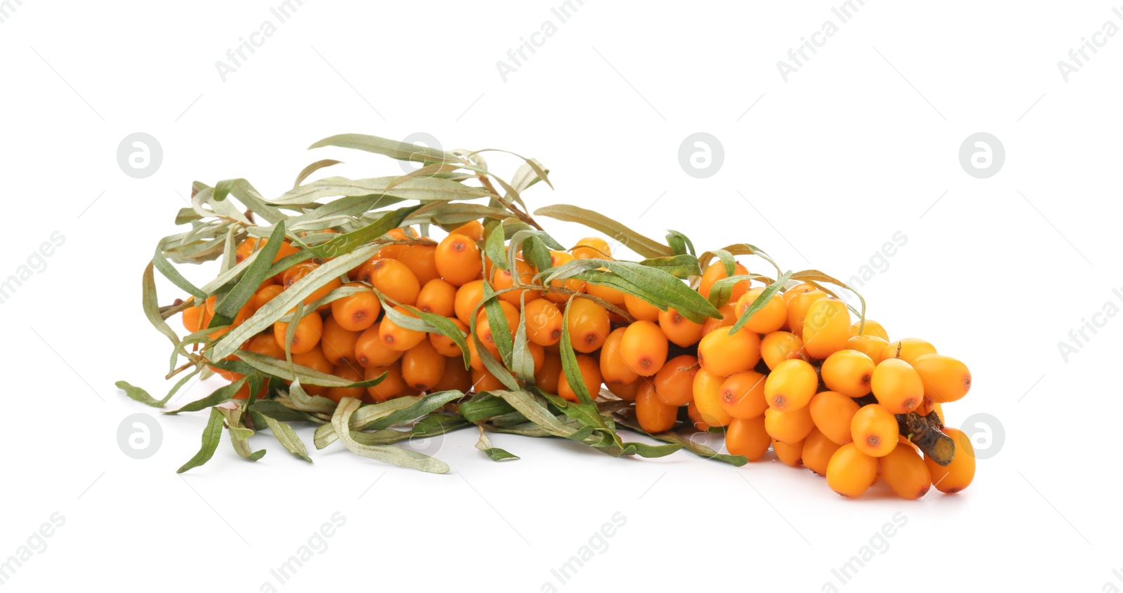 Photo of Sea buckthorn branch with ripe berries and leaves isolated on white