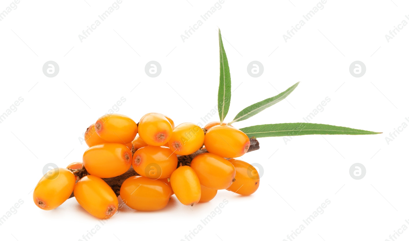 Photo of Fresh sea buckthorn berries with green leaves isolated on white