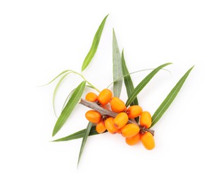 Photo of Fresh sea buckthorn berries with green leaves isolated on white