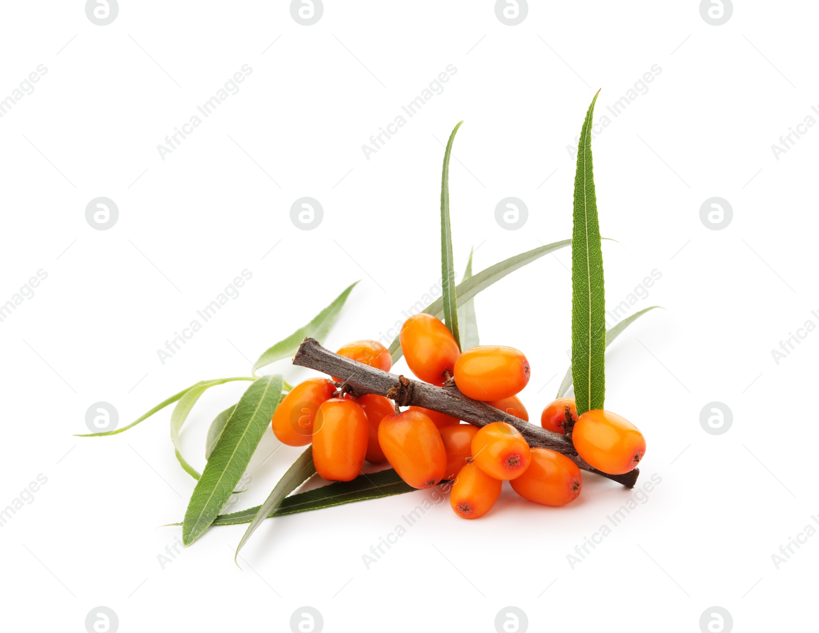Photo of Fresh sea buckthorn berries with green leaves isolated on white