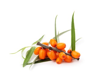 Photo of Fresh sea buckthorn berries with green leaves isolated on white