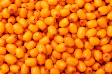 Photo of Fresh sea buckthorn berries as background, top view