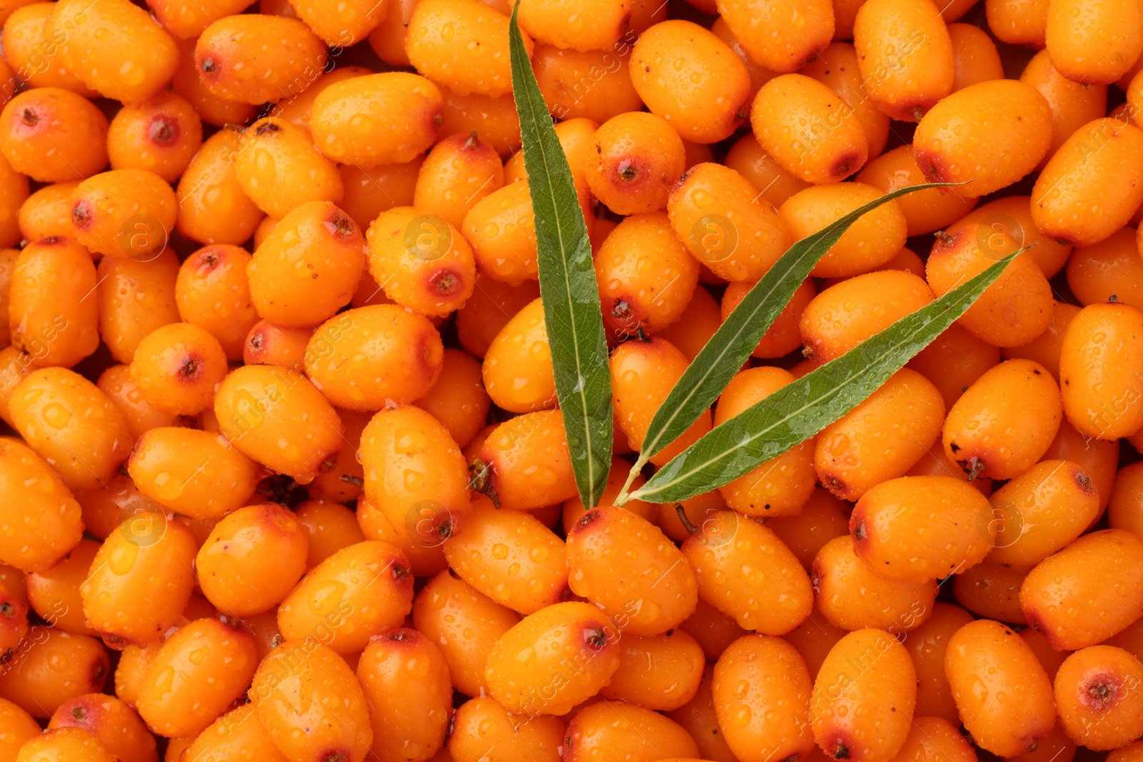 Photo of Fresh sea buckthorn berries and green leaves as background, top view