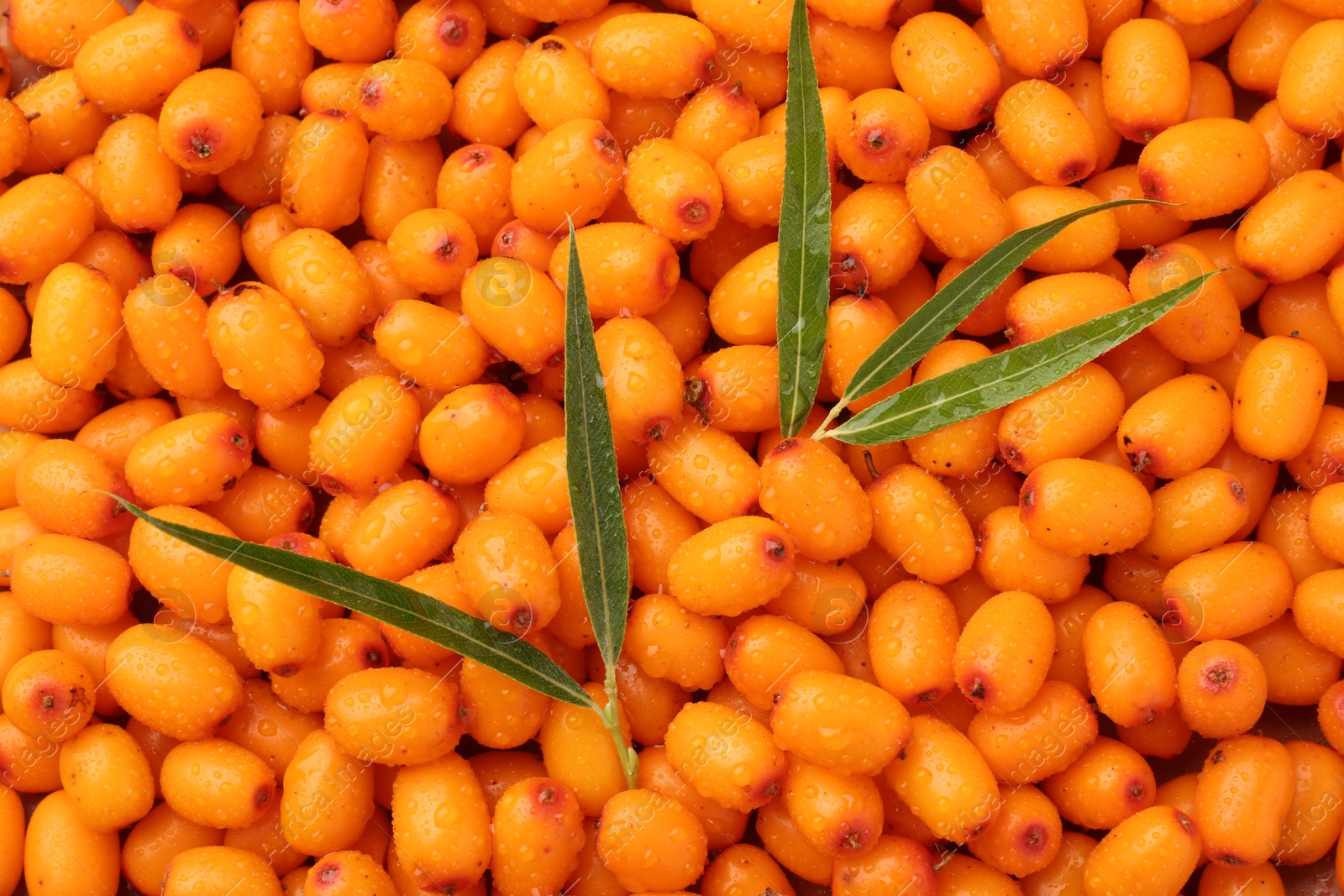 Photo of Fresh sea buckthorn berries and green leaves as background, top view