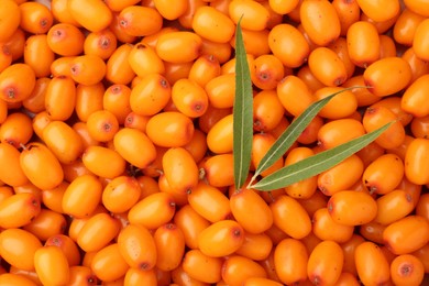 Photo of Fresh sea buckthorn berries and green leaves as background, top view