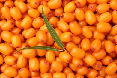 Photo of Fresh sea buckthorn berries and green leaves as background, top view