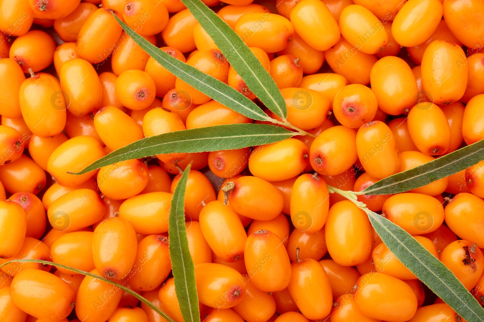 Fresh sea buckthorn berries and green leaves as background, top view Photo of Fresh sea buckthorn berries and green leaves as background, top view