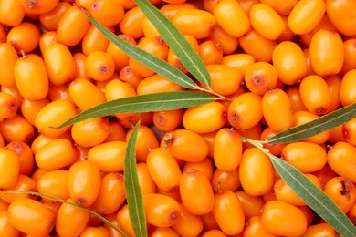 Photo of Fresh sea buckthorn berries and green leaves as background, top view