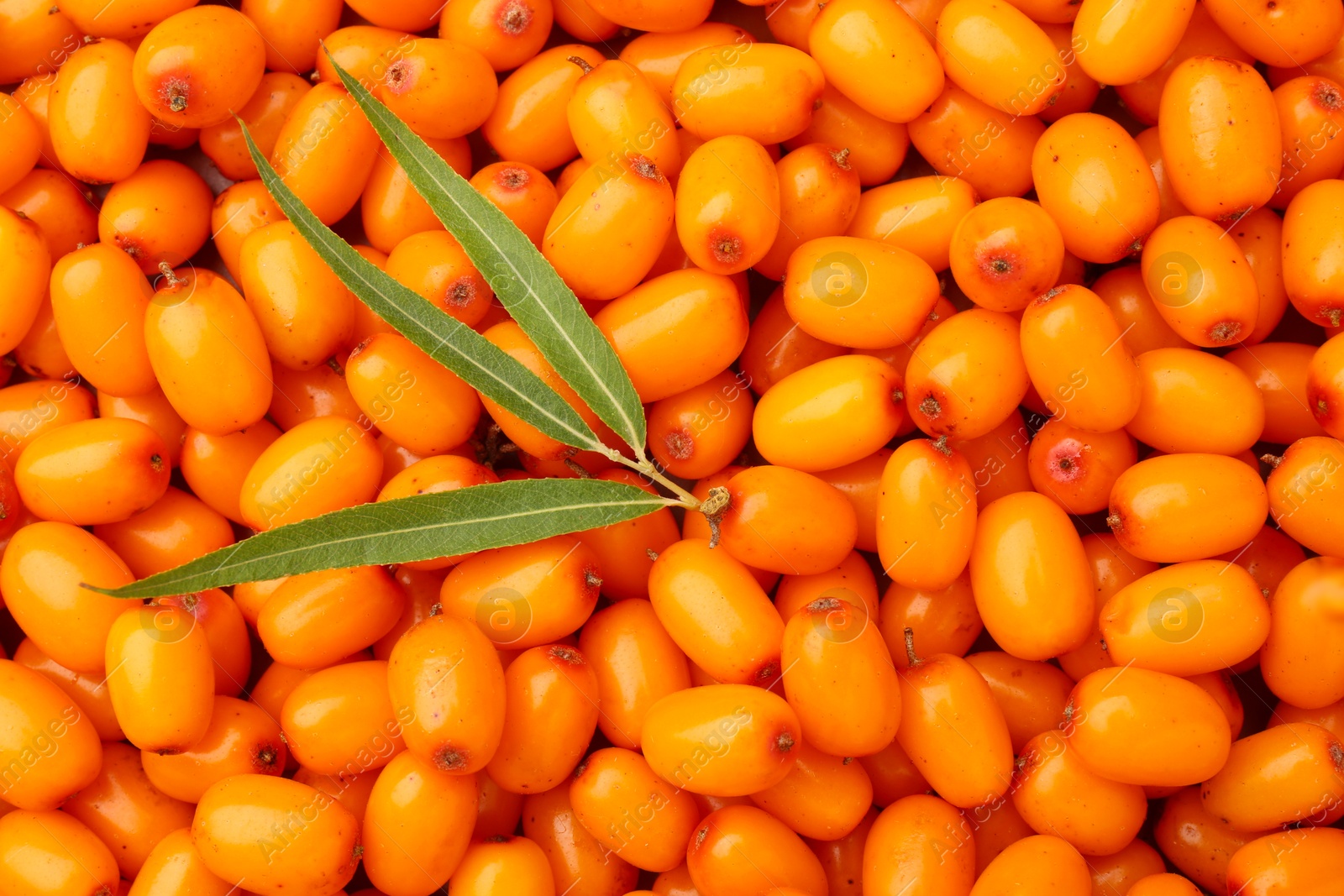 Photo of Fresh sea buckthorn berries and green leaves as background, top view