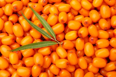 Photo of Fresh sea buckthorn berries and green leaves as background, top view