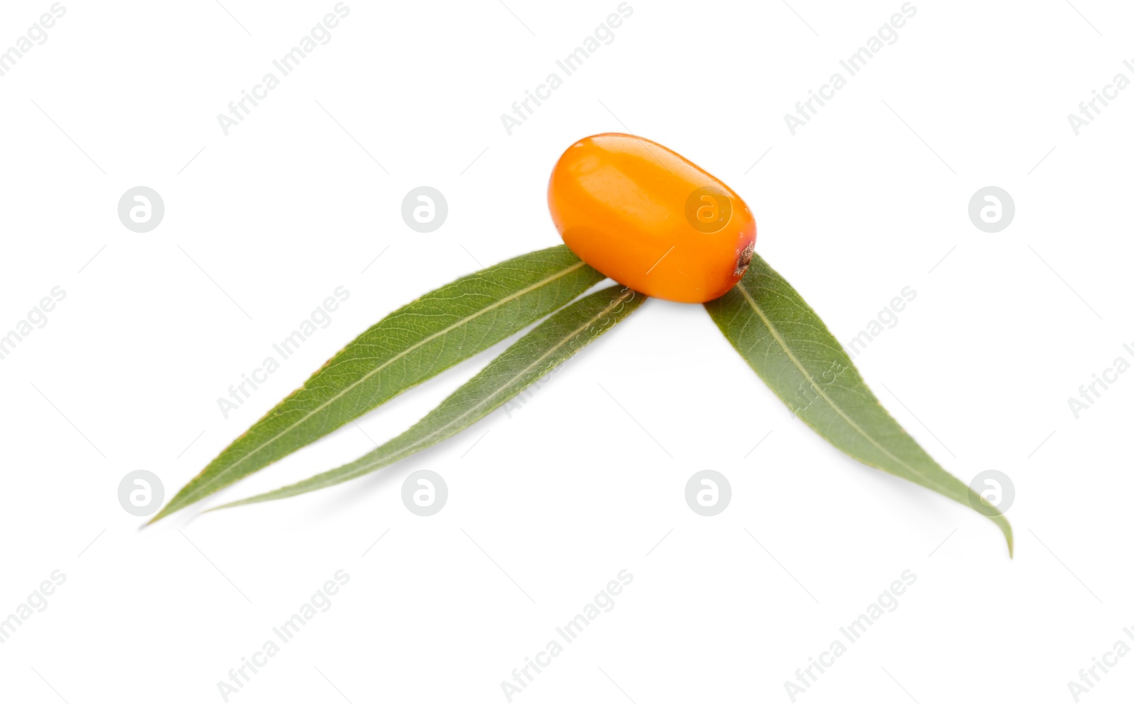 Photo of Fresh sea buckthorn berry and green leaves isolated on white