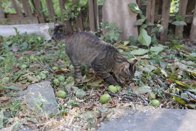 Photo of Cute stray cat in yard. Homeless pet