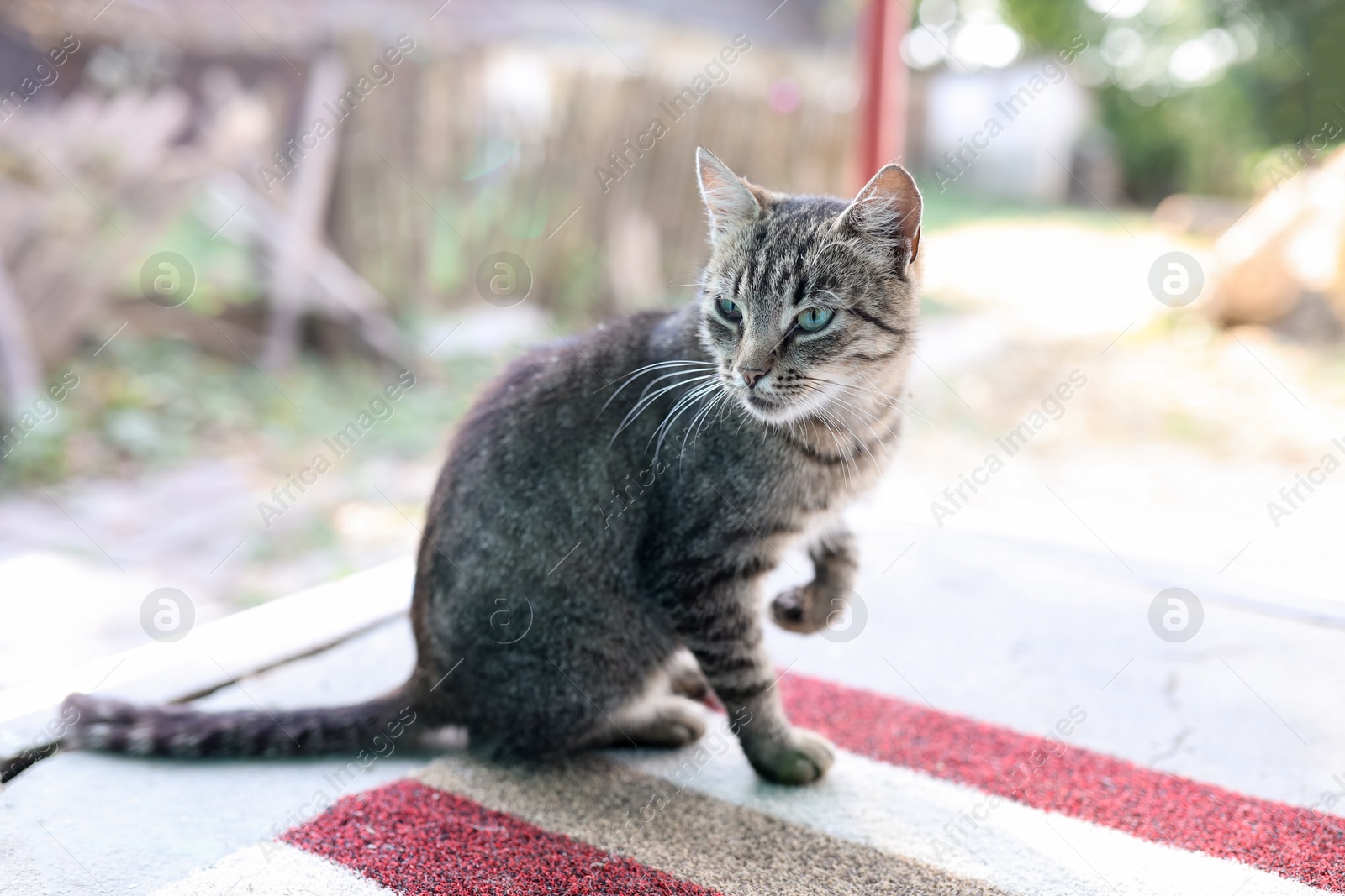 Photo of Cute stray cat in yard. Homeless pet