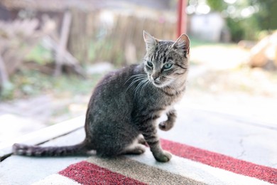 Photo of Cute stray cat in yard. Homeless pet