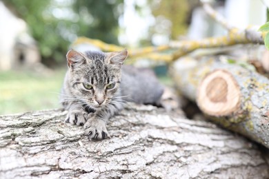 Photo of Cute stray cat on tree log outdoors. Homeless pet