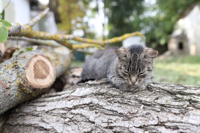 Photo of Cute stray cat on tree log outdoors. Homeless pet