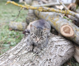 Photo of Cute stray cat on tree log outdoors. Homeless pet
