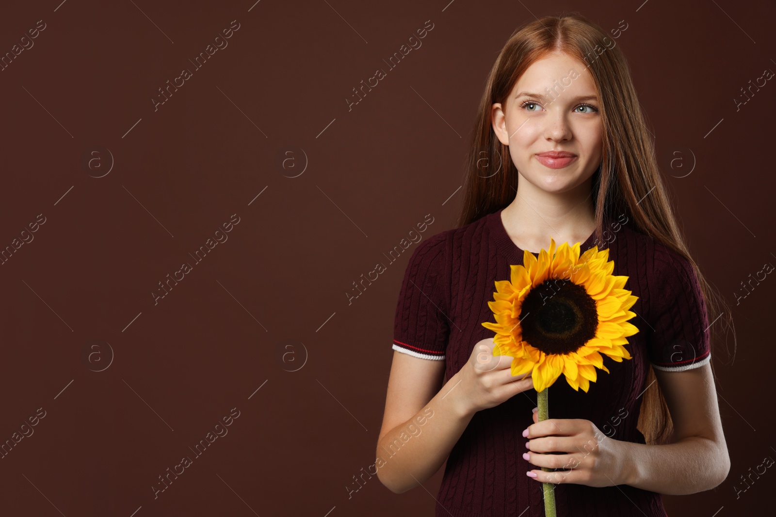 Photo of Teenage girl with beautiful sunflower on brown background, space for text