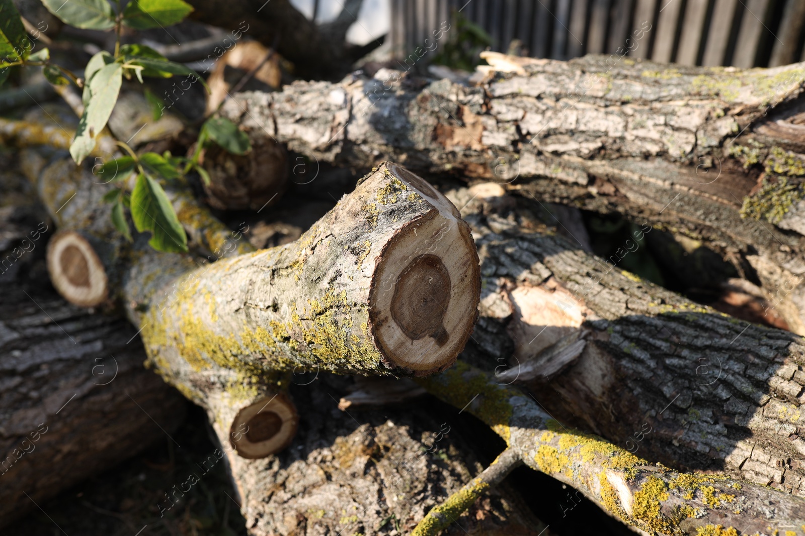 Photo of Pile of cut firewood in yard, closeup