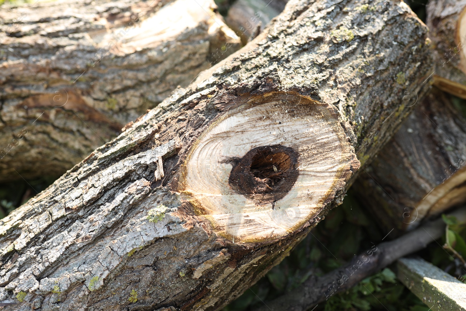 Photo of Pile of cut firewood in yard, closeup