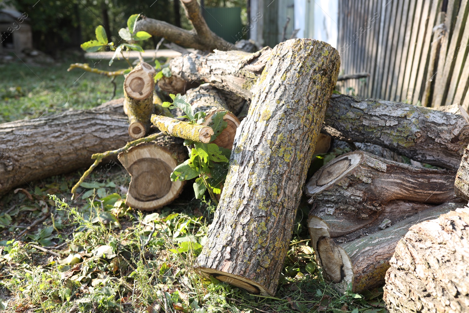 Photo of Pile of cut firewood in yard on sunny day