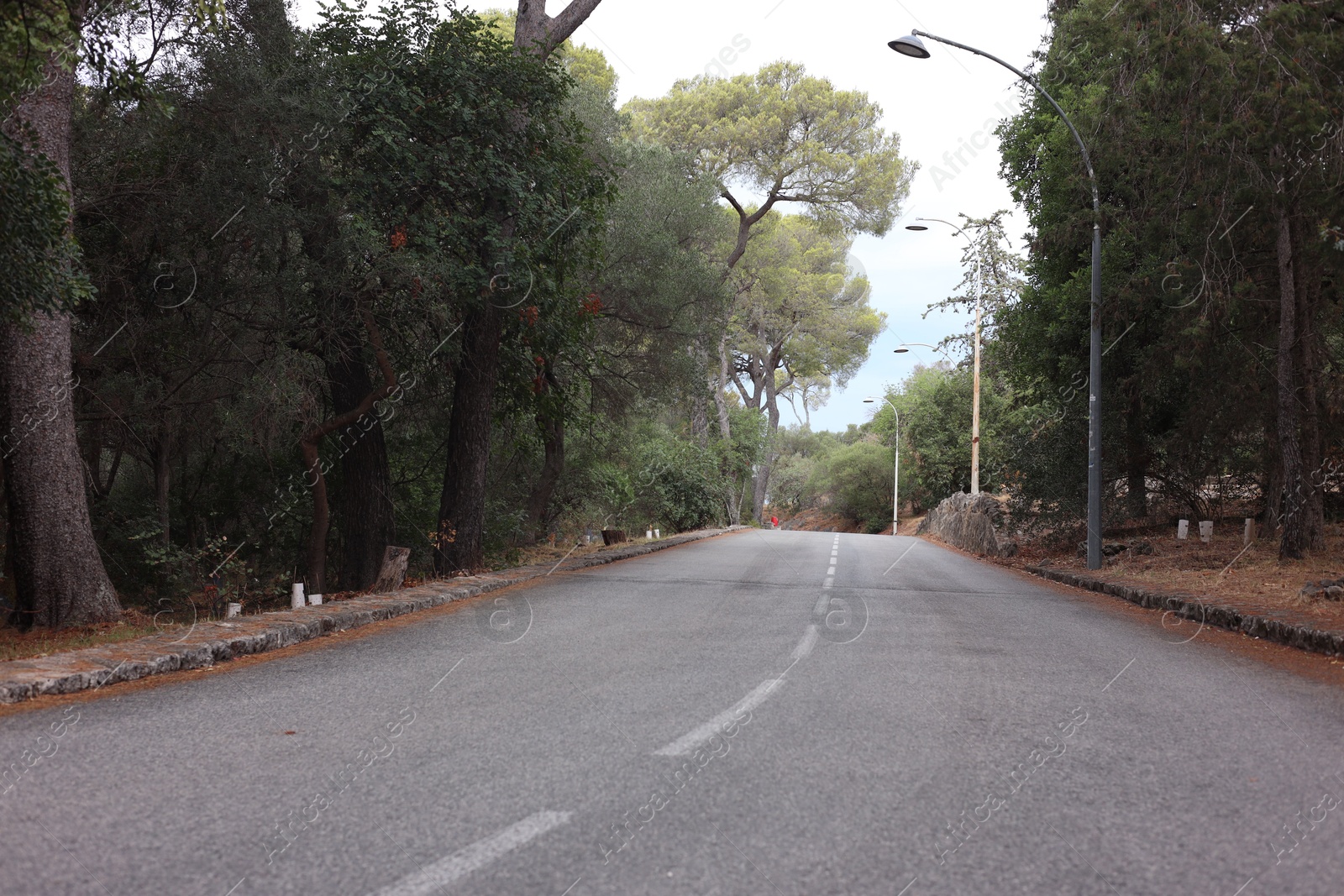 Photo of Beautiful trees growing alongside empty asphalt road