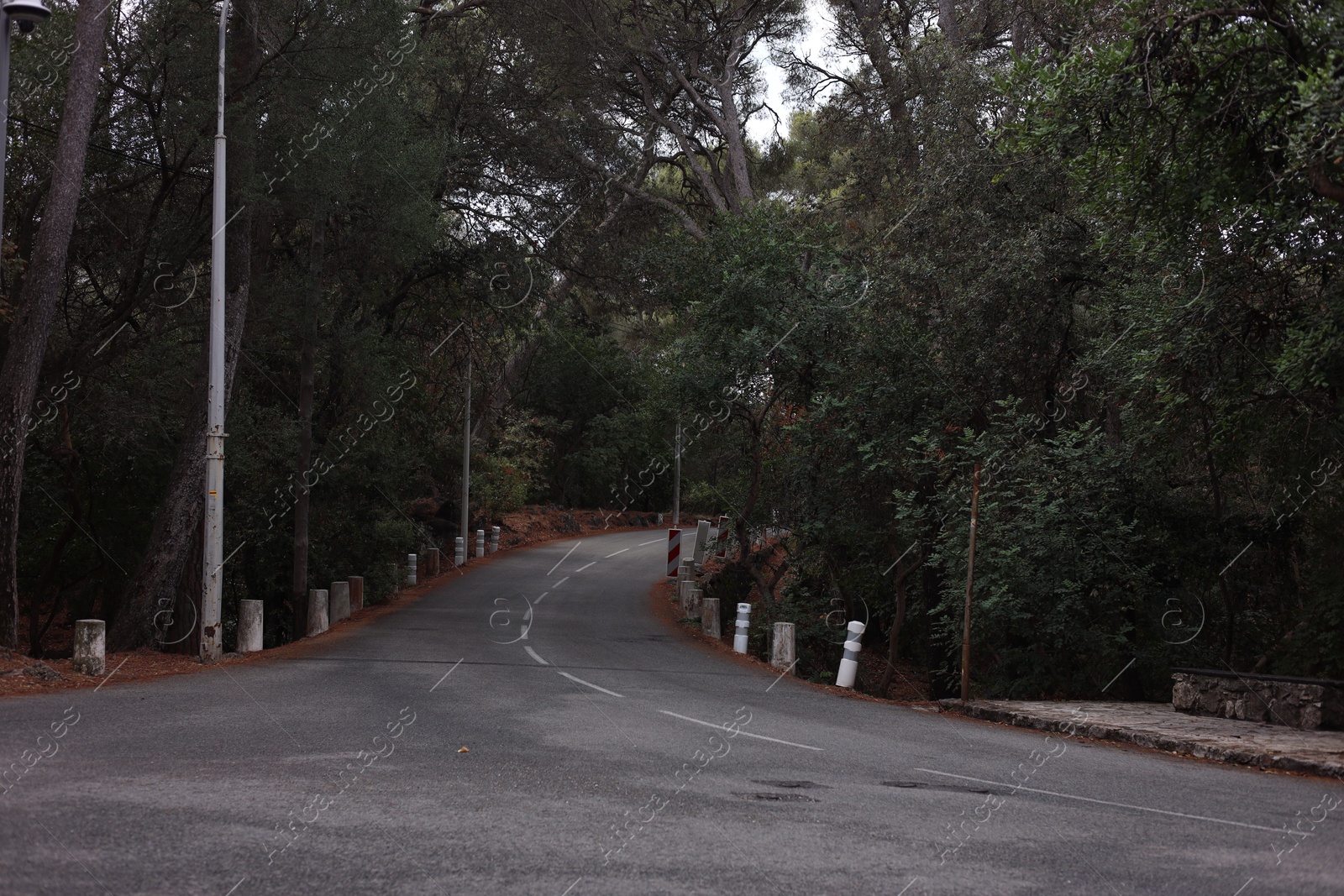 Photo of Beautiful trees growing alongside empty asphalt road