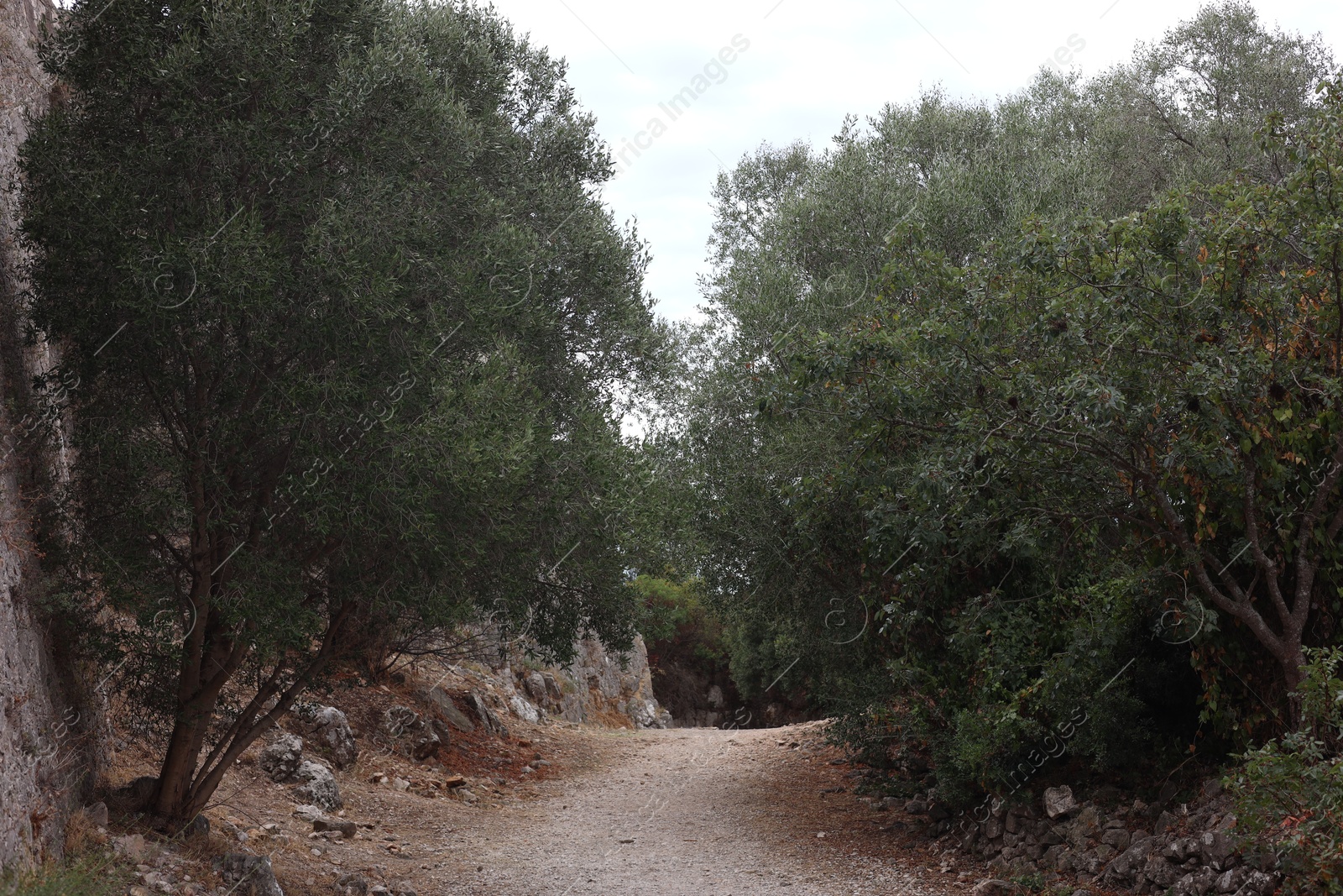 Photo of Beautiful trees with green leaves growing alongside empty pathway