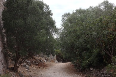 Photo of Beautiful trees with green leaves growing alongside empty pathway