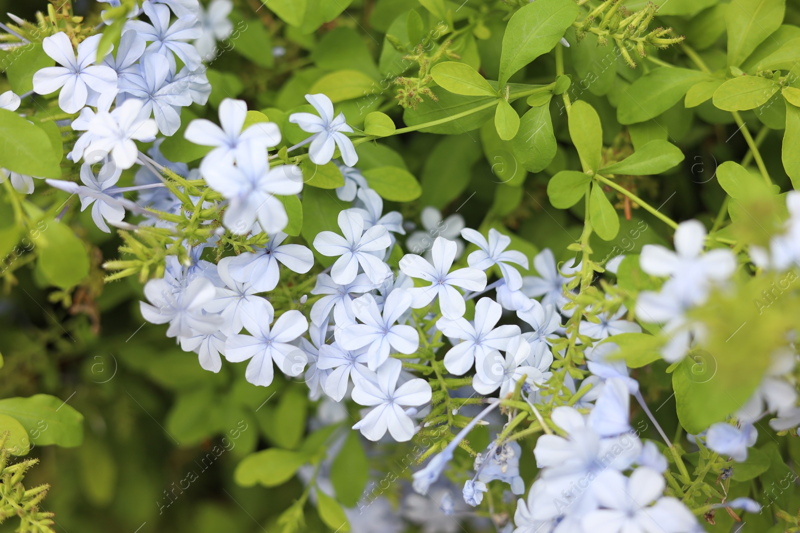 Photo of Blue plumbago shrub with beautiful flowers growing outdoors, closeup