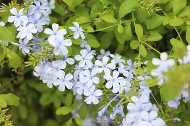 Photo of Blue plumbago shrub with beautiful flowers growing outdoors, closeup