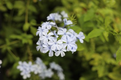Photo of Beautiful blue plumbago flowers growing outdoors, closeup