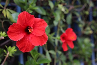 Photo of Beautiful red hibiscus flowers growing outdoors, closeup