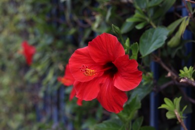 Photo of Beautiful red hibiscus flower growing outdoors, closeup