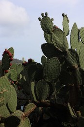 Photo of Beautiful cactus plant growing in park, closeup
