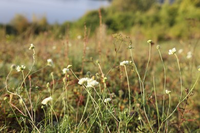 Photo of Different wild plants growing outdoors on sunny day