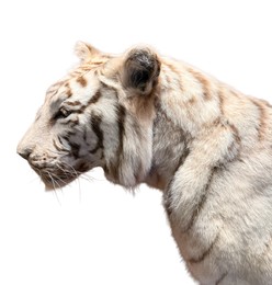 Photo of White tiger taxidermy on display in museum