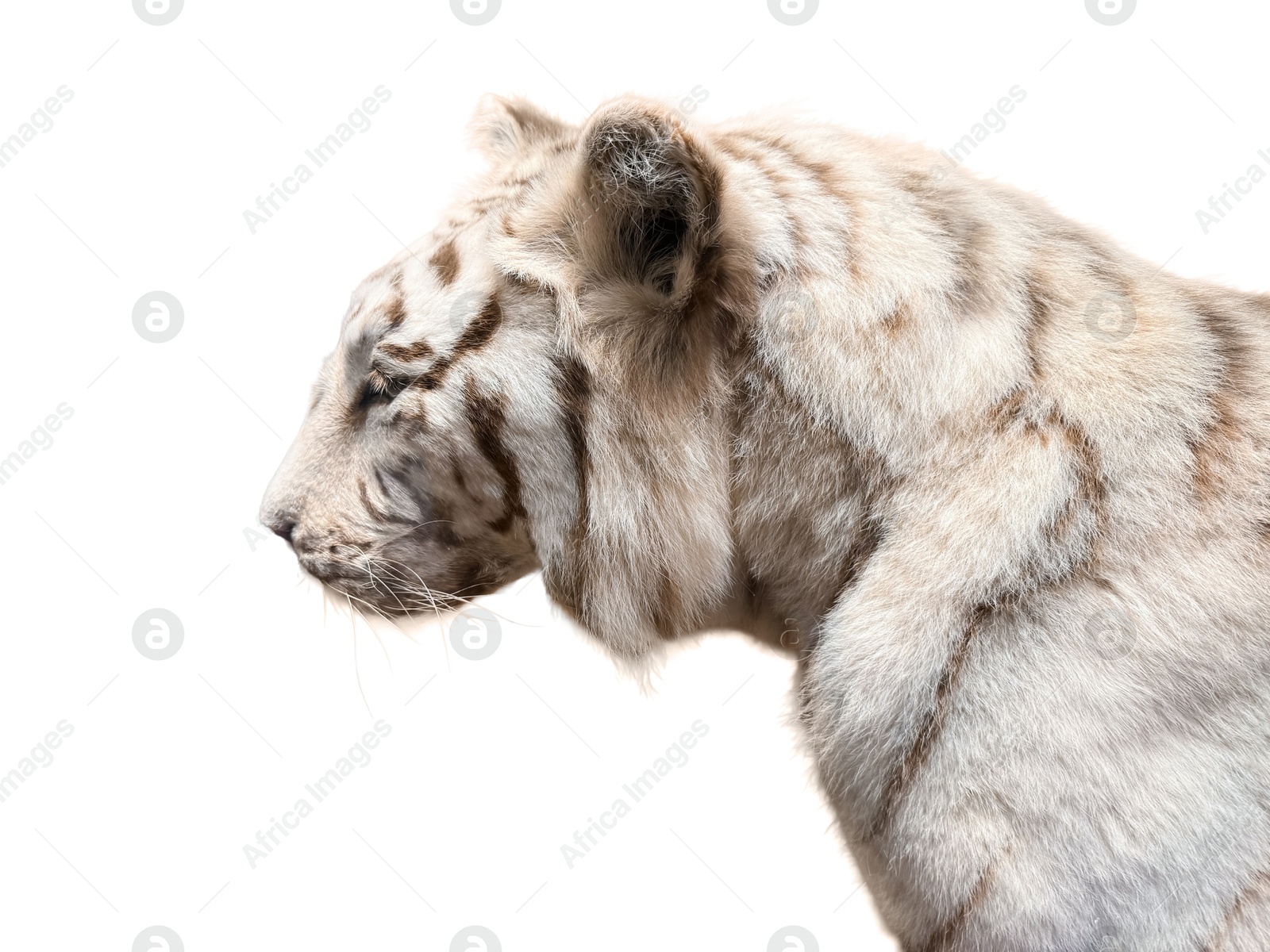 Photo of White tiger taxidermy on display in museum