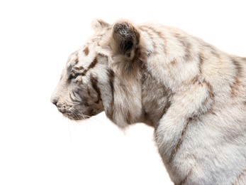 Photo of White tiger taxidermy on display in museum
