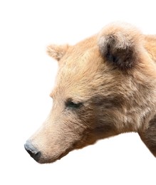 Photo of Brown bear taxidermy on display in museum