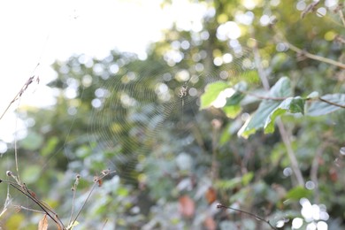 Photo of Cobweb with spider on plant outdoors, closeup