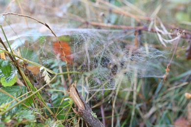 Photo of Empty cobweb on plant in meadow, closeup