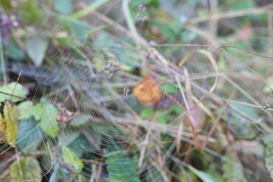Photo of Cobweb with spider on plant outdoors, closeup