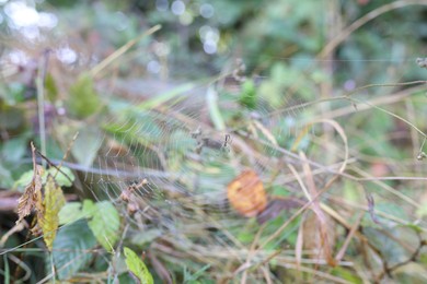 Photo of Cobweb with spider on plant outdoors, closeup