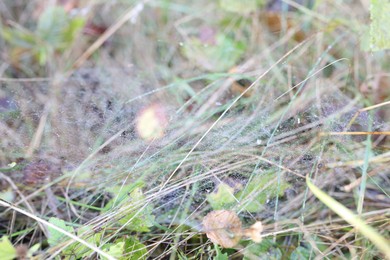 Photo of Empty cobweb on plant in meadow, closeup