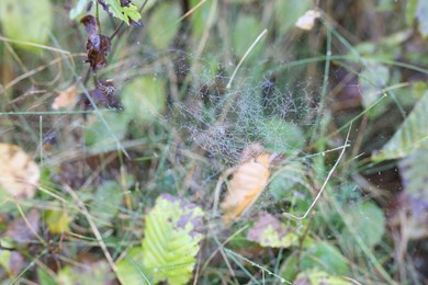 Photo of Empty cobweb on plant in meadow, closeup